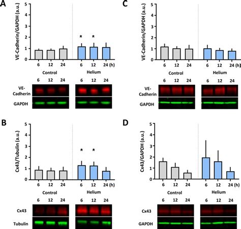 Effect Of Helium On Ve Cadherin And Cx Levels In Huvec And Hcaec