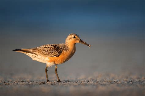 Knot Bird Facts | Calidris Canutus