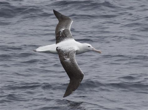 Argentina Nativa Albatros Real Diomedea Epomophora