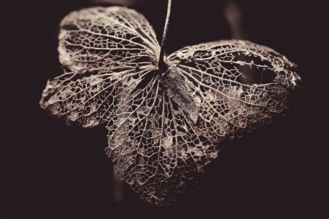 Free Images Wing Black And White Leaf Flower Petal Insect