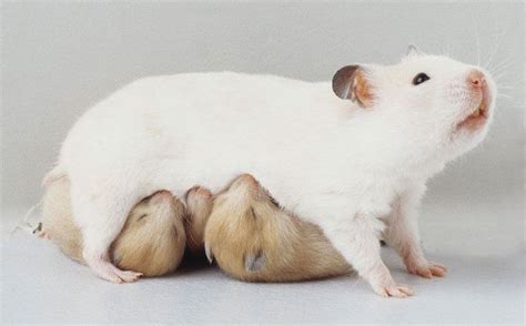 #hamster #family | かわいいハムスター, 可愛すぎる動物, ハムスター