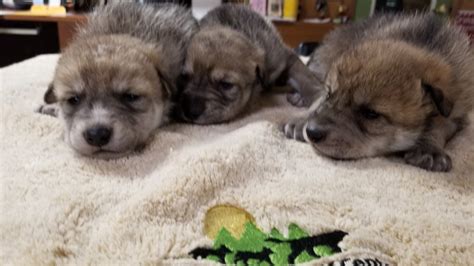 St. Louis: Mexican wolf pups sent to Arizona, New Mexico | ksdk.com