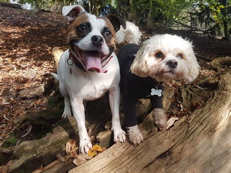 💙🐶 Coopers Dog Walking And Pet Sitting Services
