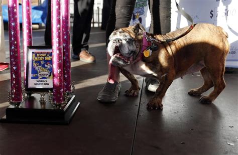 Ecco Zsa Zsa Il Cane Pi Brutto Del Mondo Giornale Di Sicilia