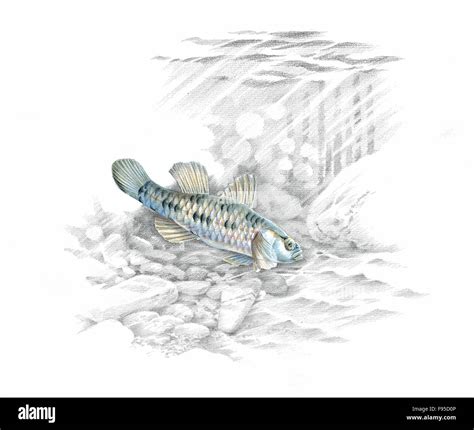 Dwarf Goby High Resolution Stock Photography And Images Alamy