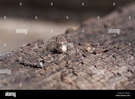 Grass Spider With Nest Of Eggs Moving To A More Secure Home 25mm Long