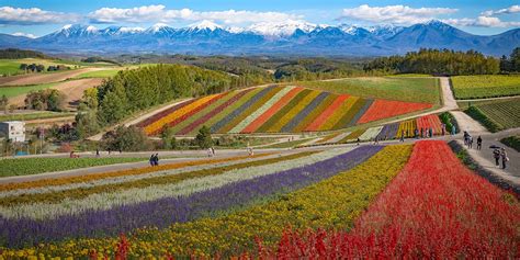 The National Flower Of Iran Best Flower Site