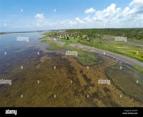 Seagrasses at Hagen's Cove, Big Bend Wildlife Management Area ...