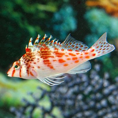 Saltwater Hawkfish – AquariumFish.com