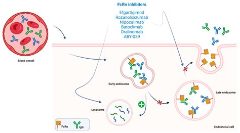 Jcm Free Full Text New Targeted Agents In Myasthenia Gravis And