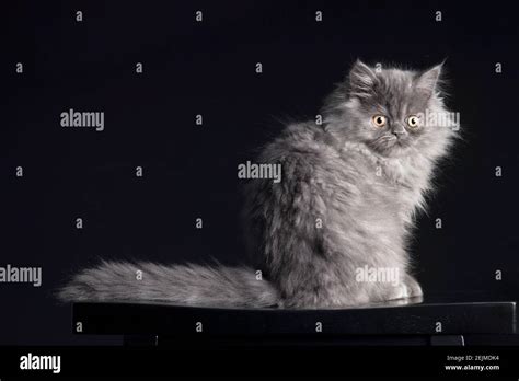 Dramatically Lit Full Body Portrait Of A Beautiful Grey Smoke Colored