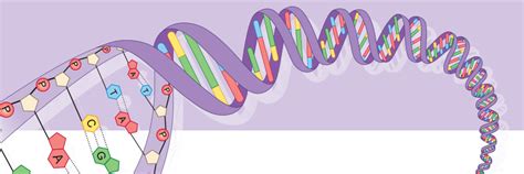 Whole Genome Sequencing For Diagnosis Of Infants Genomics Education