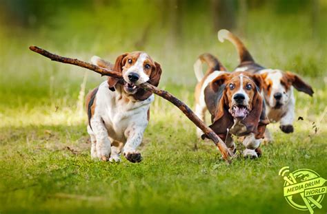 Hilarious Images Show The Funny Facial Expressions Basset Hounds Pull