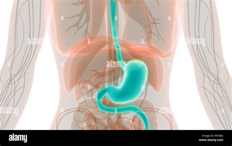 Human Digestive System Stomach Anatomy Stock Photo - Alamy