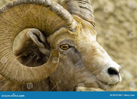 Mountain Sheep On A Campsite In Himalayas Stock Photo Cartoondealer