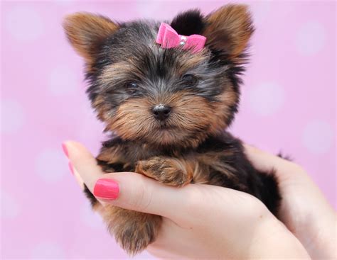 Yorkie2 Teacup Puppies And Boutique