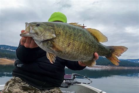 Idaho Angler fängt Rekord Schwarzbarsch in Stausee BLINKER