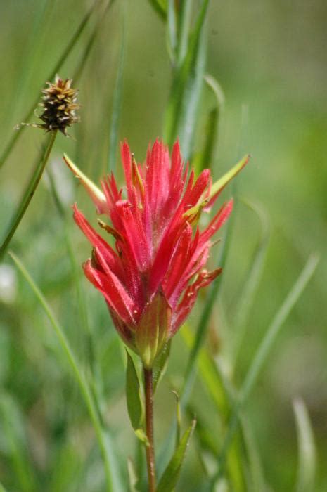 Indian Paintbrush By Diana Nigon