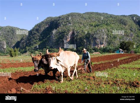 CORDILLERA DE GUANIGUANICO Farmer Ploughing With Oxen At Foot Of