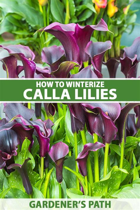 How To Winterize Calla Lilies Gardeners Path