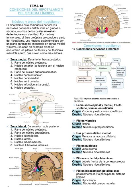 Anatom A Conexiones Del Hipot Lamo Y Del Sistema L Mbico