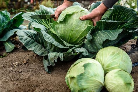 How To Grow Cabbage Farmers Almanac Plan Your Day Grow Your Life