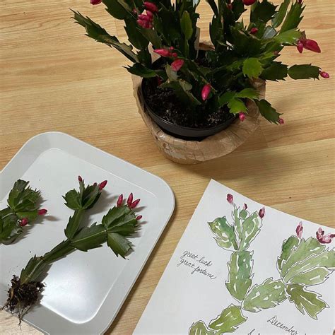 Можно ли укоренять декабрист в воде | Кактусач | Дзен