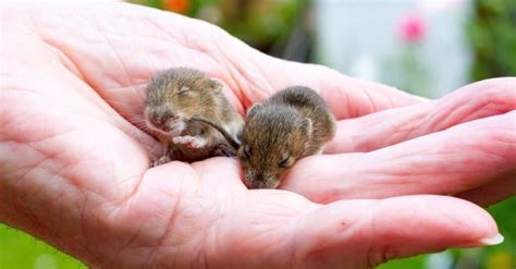 Baby Mouse Vs Baby Rat Whats The Difference Imp World