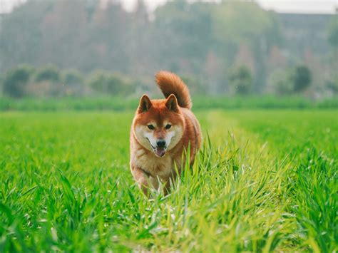 Shiba Inu Layer Launch Date Timing Features And Impact