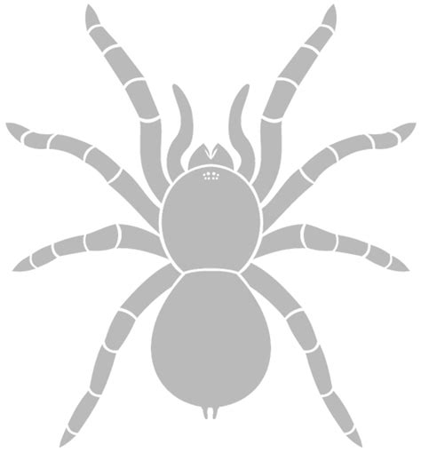 Spider anatomy - Spidentify