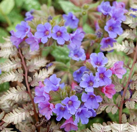 Pulmonaria Trevi Fountain Lungwort