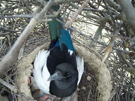 Magpie Nesting (All You Need To Know) | Birdfact