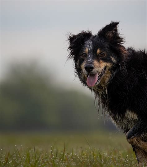 Border Collie Cachorro Bicho De Foto Gratuita No Pixabay