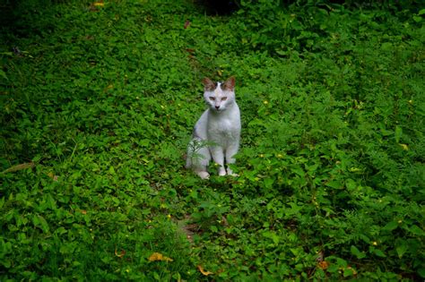 Cat Green Animals Little Free Photo On Pixabay
