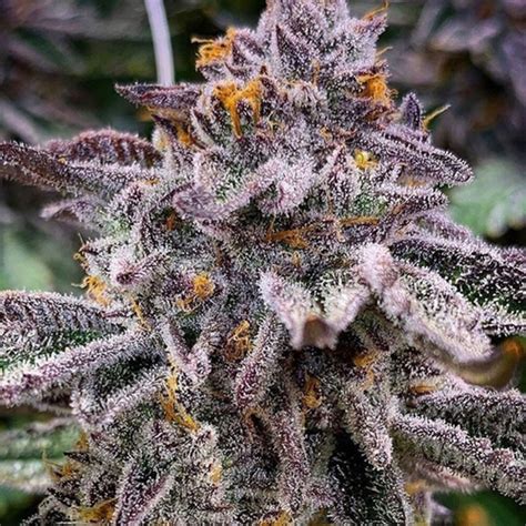 Pink Runtz Auto Feminized Cannabis Seeds | Simply Crafted