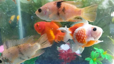 FISH VIDEO AQUARIUM IKAN HIAS IKAN MAS KOKI IKAN KOI KOKI MUTIARA