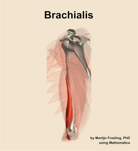 The brachialis muscle of the arm