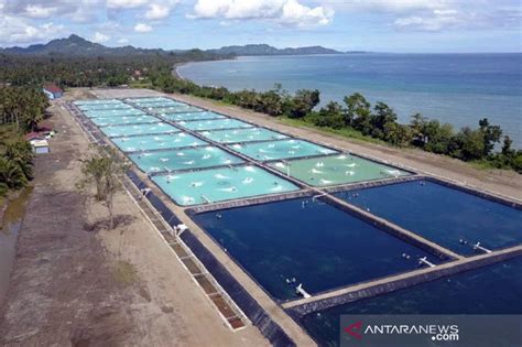 Tambak Udang Terbesar Di Indonesia