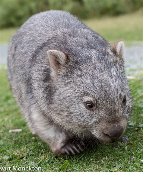 Wombat respite – Artofit