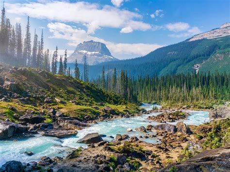 rivière de montagne l été la forêt les arbres les aiguilles de pin