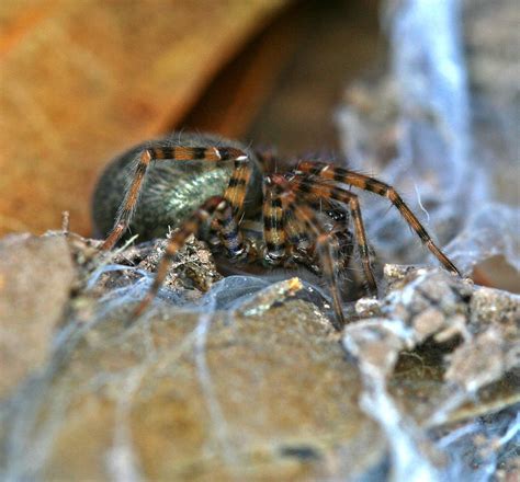 Funnel Weaver Agelenidae By Wanderingmogwai On Deviantart
