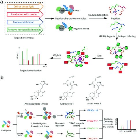 Schematic Of Protein Identification With Itraq A Workflow Of Chemical