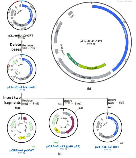 How To Cut Sequence Out Snapgene Viewer Opmhonest