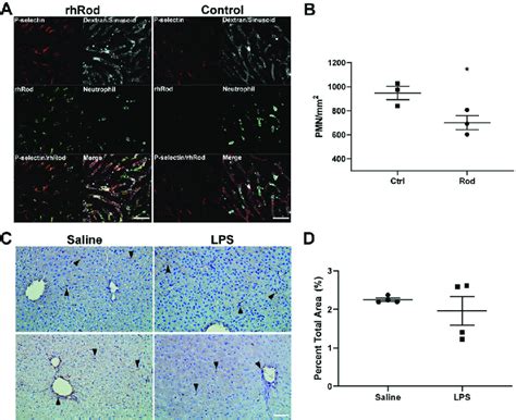 RhRod Co Localizes With P Selectin And Attenuates Neutrophil