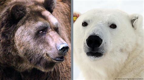 Actualizar 90 Images Oso Pardo Y Oso Polar Viaterra Mx