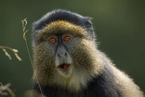 Golden Monkey Trekking Permits In Rwanda 2024 Rwanda