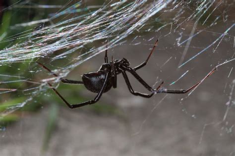 How To Do Pest Control For Spiders