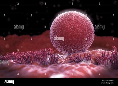 An Ovum Surrounded By Hair Like Structures Called Cilia Which Form Part Of The Lining Of The