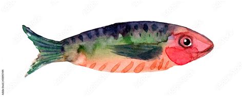 Hand drawn watercolor illustration of fish Stock Illustration | Adobe Stock