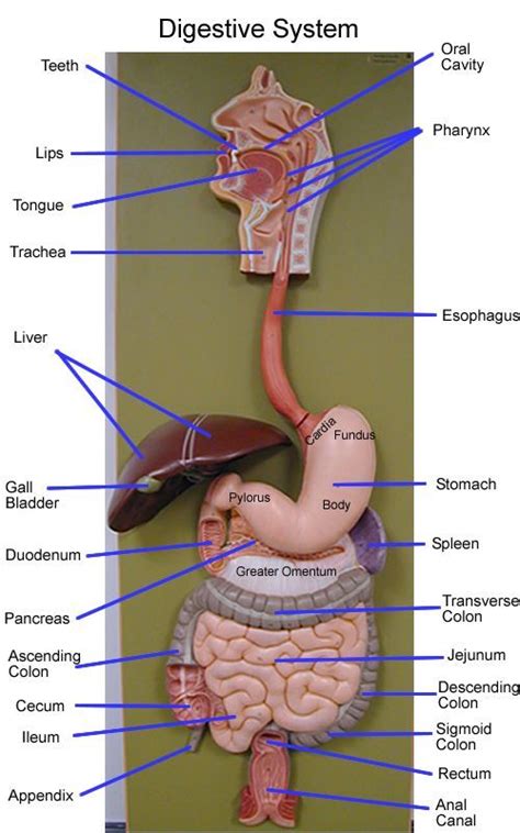 anatomy models labeled ideas  save today anatomy models basic